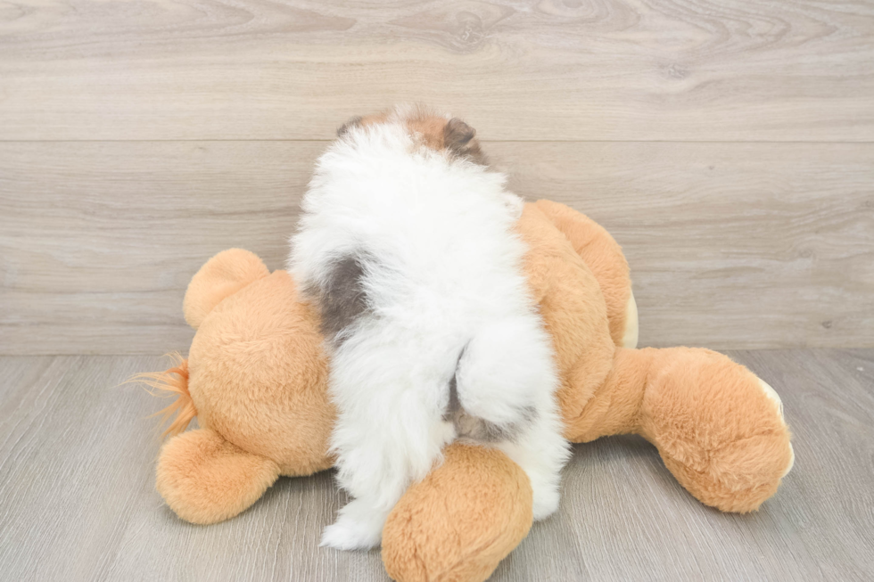 Pomeranian Puppy for Adoption