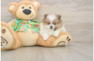 Pomeranian Pup Being Cute
