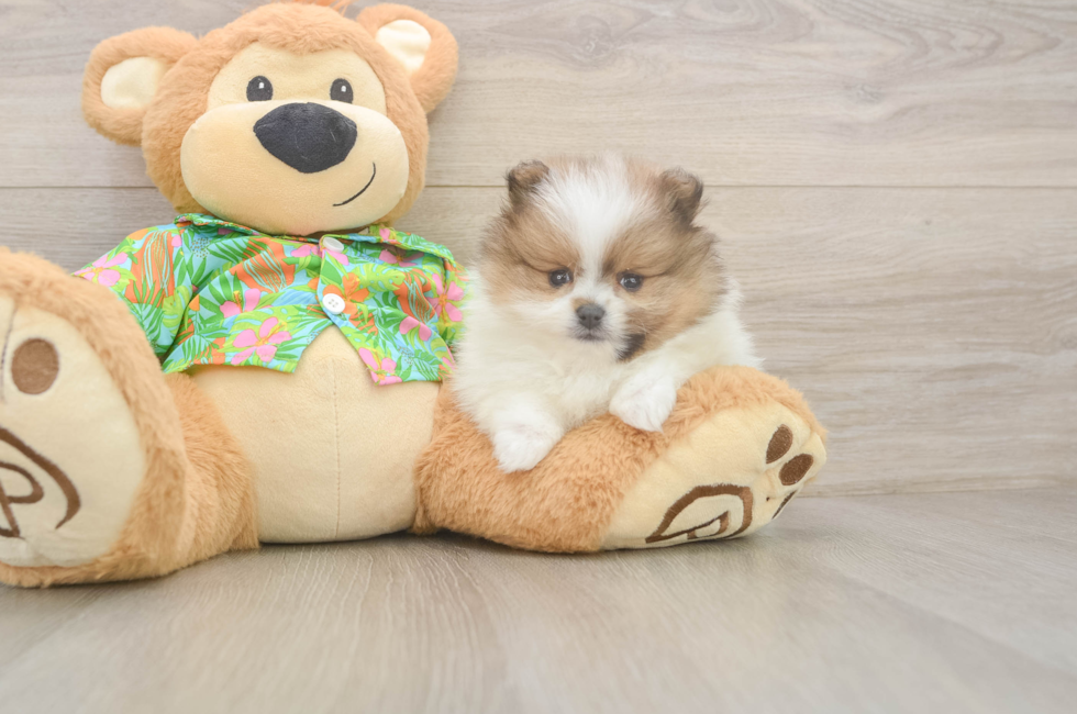 5 week old Pomeranian Puppy For Sale - Windy City Pups