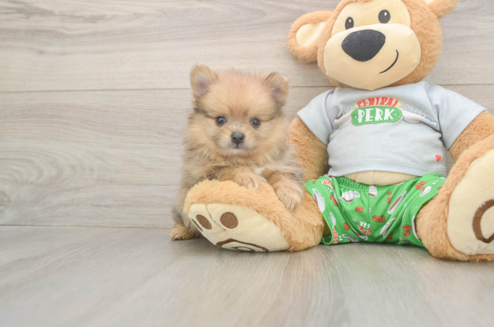 6 week old Pomeranian Puppy For Sale - Windy City Pups