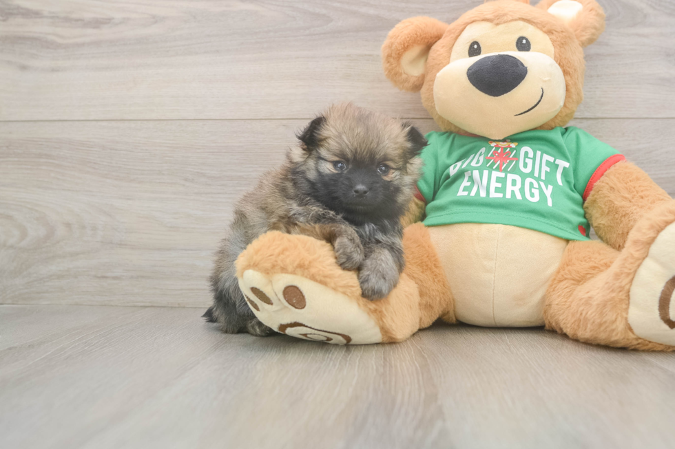 Best Pomeranian Baby