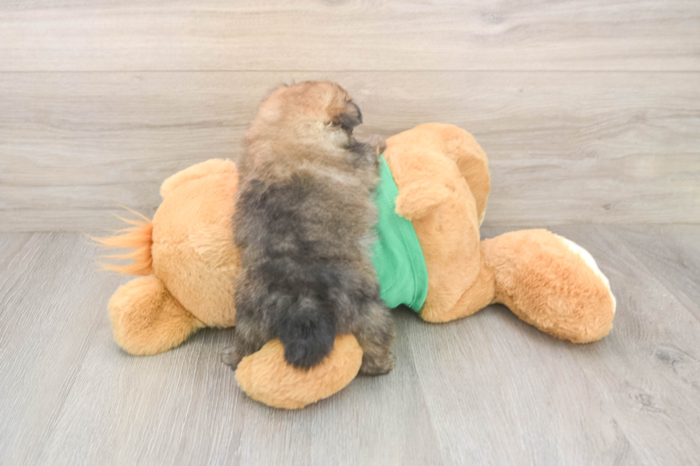 Best Pomeranian Baby