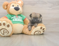 6 week old Pomeranian Puppy For Sale - Windy City Pups