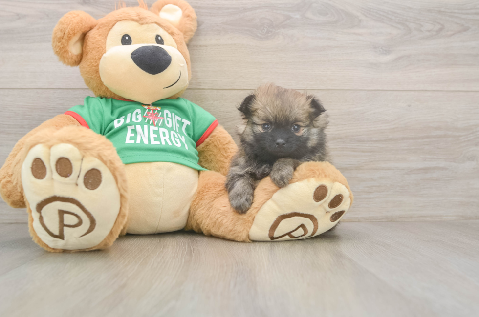 6 week old Pomeranian Puppy For Sale - Windy City Pups