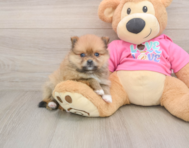 8 week old Pomeranian Puppy For Sale - Windy City Pups