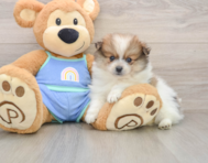 8 week old Pomeranian Puppy For Sale - Windy City Pups