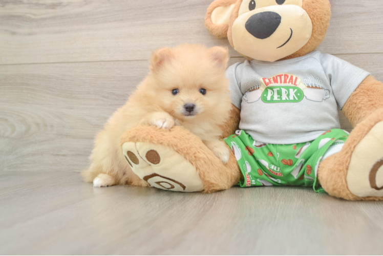Pomeranian Puppy for Adoption