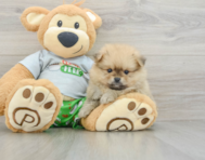8 week old Pomeranian Puppy For Sale - Windy City Pups