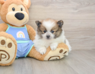 8 week old Pomeranian Puppy For Sale - Windy City Pups