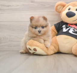 7 week old Pomeranian Puppy For Sale - Windy City Pups
