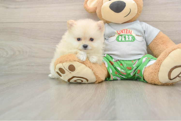 Pomeranian Pup Being Cute