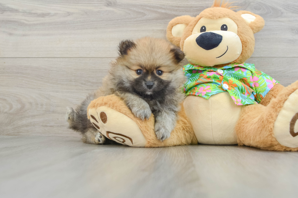 Best Pomeranian Baby