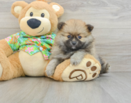 8 week old Pomeranian Puppy For Sale - Windy City Pups