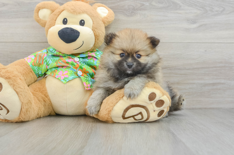 6 week old Pomeranian Puppy For Sale - Windy City Pups