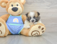 7 week old Pomeranian Puppy For Sale - Windy City Pups