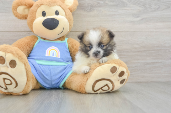 Pomeranian Pup Being Cute