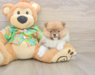 7 week old Pomeranian Puppy For Sale - Windy City Pups