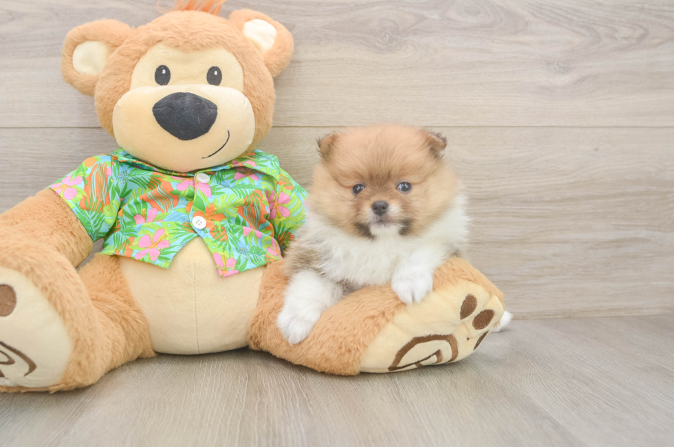 5 week old Pomeranian Puppy For Sale - Windy City Pups