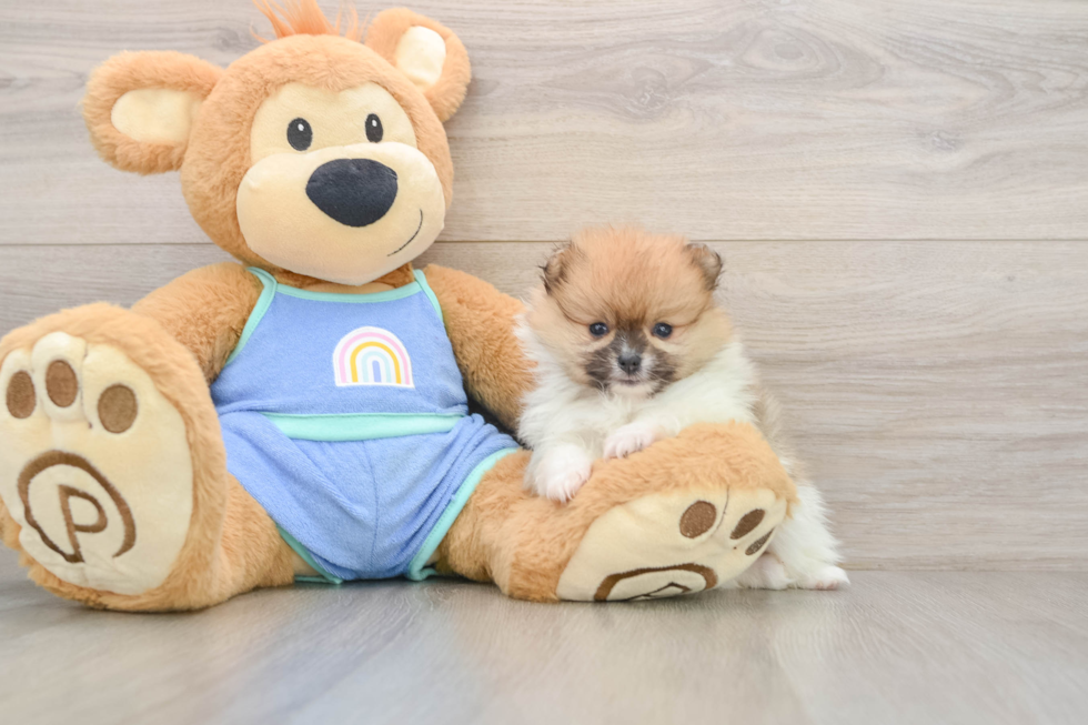 Petite Swergspitz Purebred Puppy