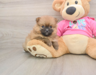 8 week old Pomeranian Puppy For Sale - Windy City Pups