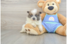 Fluffy Pom Pom Purebred Puppy