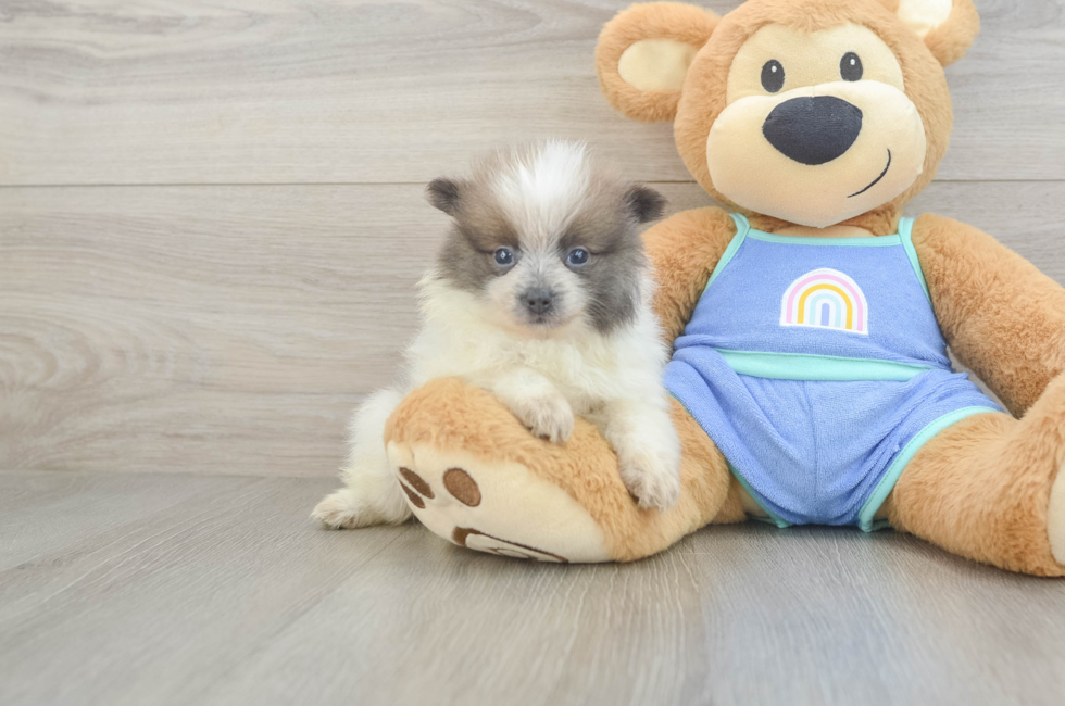 5 week old Pomeranian Puppy For Sale - Windy City Pups