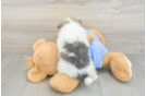 Pomeranian Pup Being Cute