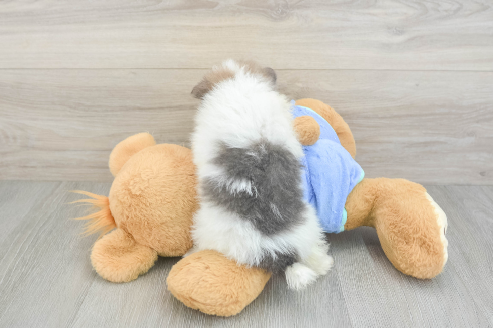 Pomeranian Pup Being Cute