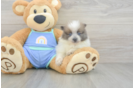 Playful Pomeranian Baby