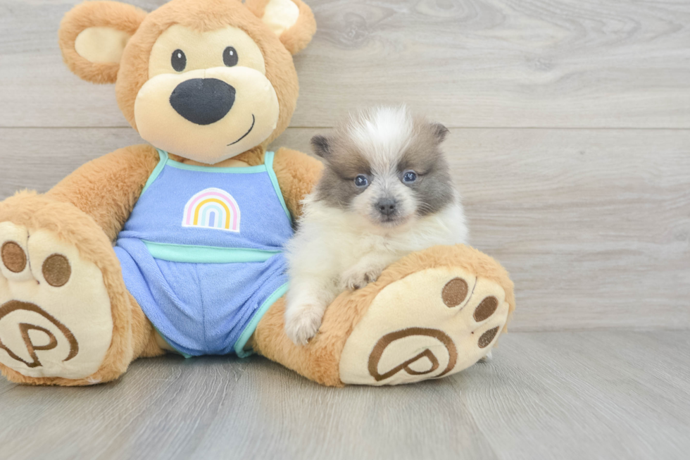 Playful Pomeranian Baby