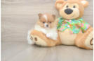 Energetic Dwarf Spitz Purebred Puppy