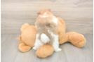 Pomeranian Pup Being Cute