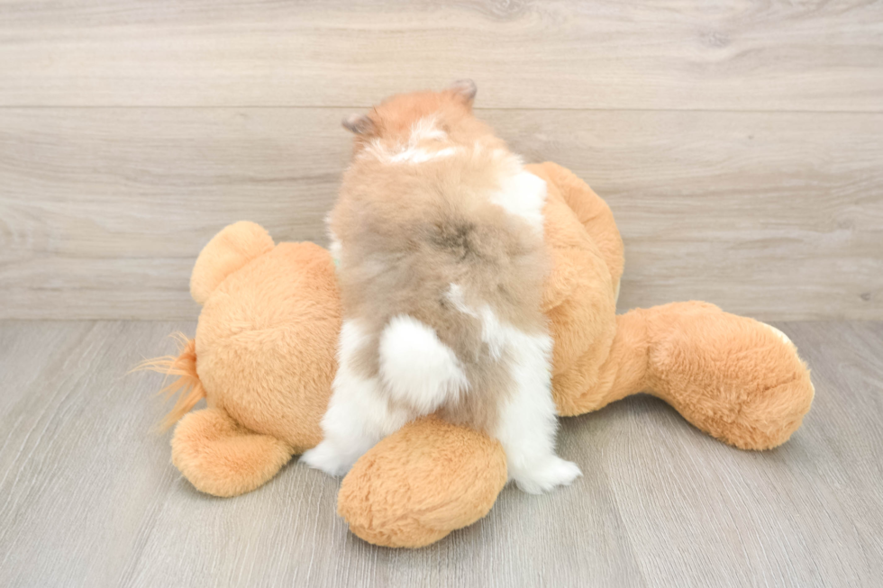 Pomeranian Pup Being Cute
