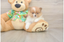 Pomeranian Puppy for Adoption