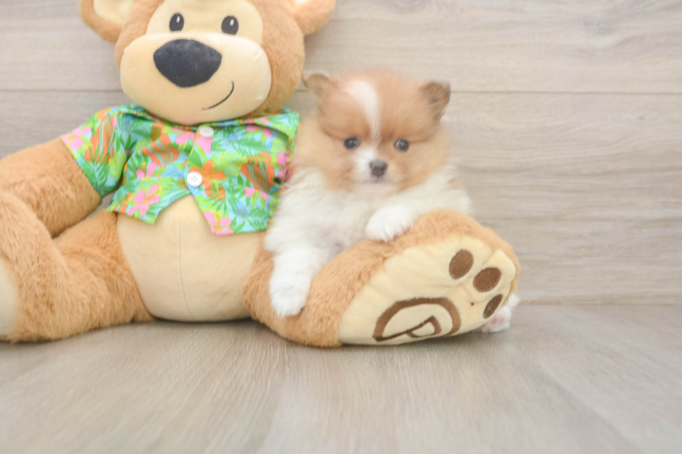 Pomeranian Puppy for Adoption