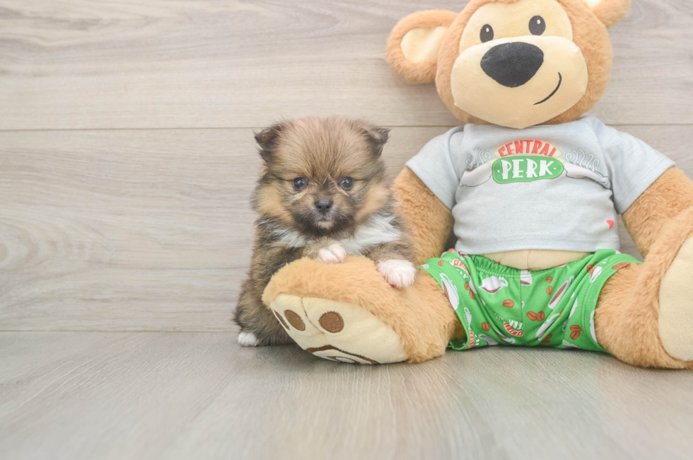 6 week old Pomeranian Puppy For Sale - Windy City Pups