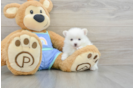 Small Pomeranian Purebred Pup