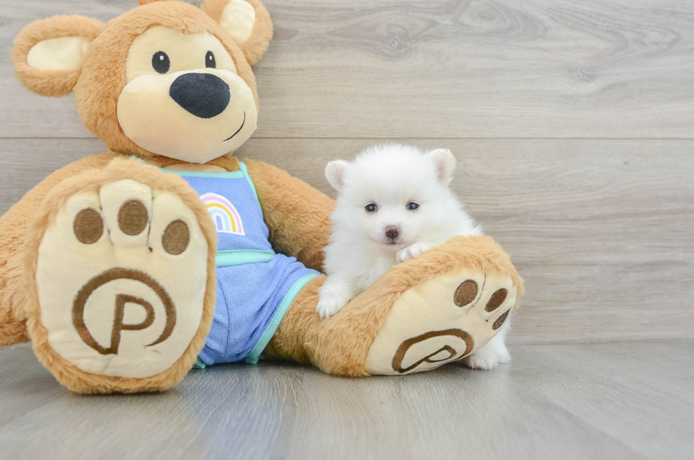 6 week old Pomeranian Puppy For Sale - Windy City Pups