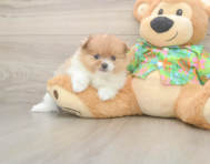 7 week old Pomeranian Puppy For Sale - Windy City Pups