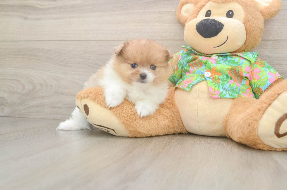 5 week old Pomeranian Puppy For Sale - Windy City Pups