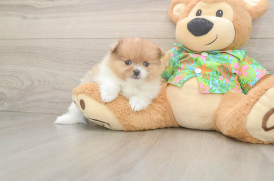 Little Pomeranian Baby