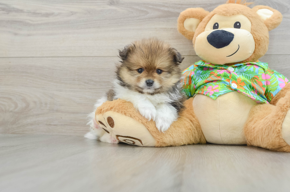 6 week old Pomeranian Puppy For Sale - Windy City Pups