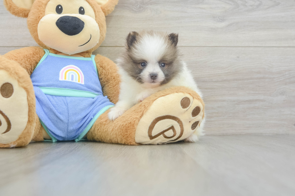 5 week old Pomeranian Puppy For Sale - Windy City Pups