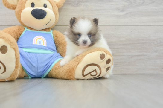 Hypoallergenic Pomeranian Purebred Pup