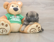 6 week old Pomeranian Puppy For Sale - Windy City Pups