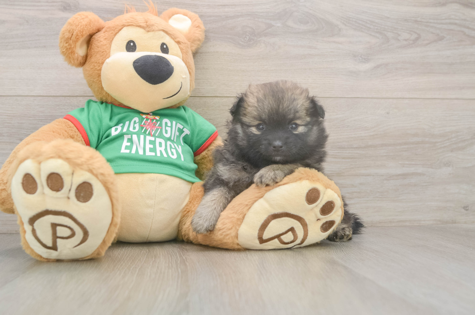 6 week old Pomeranian Puppy For Sale - Windy City Pups