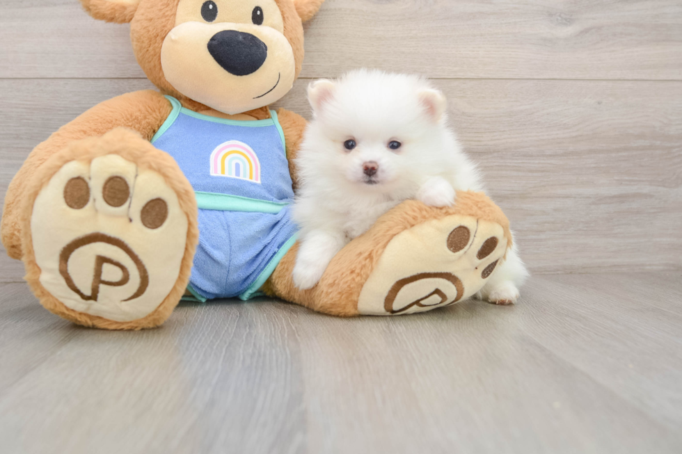 Playful Pomeranian Purebred Pup