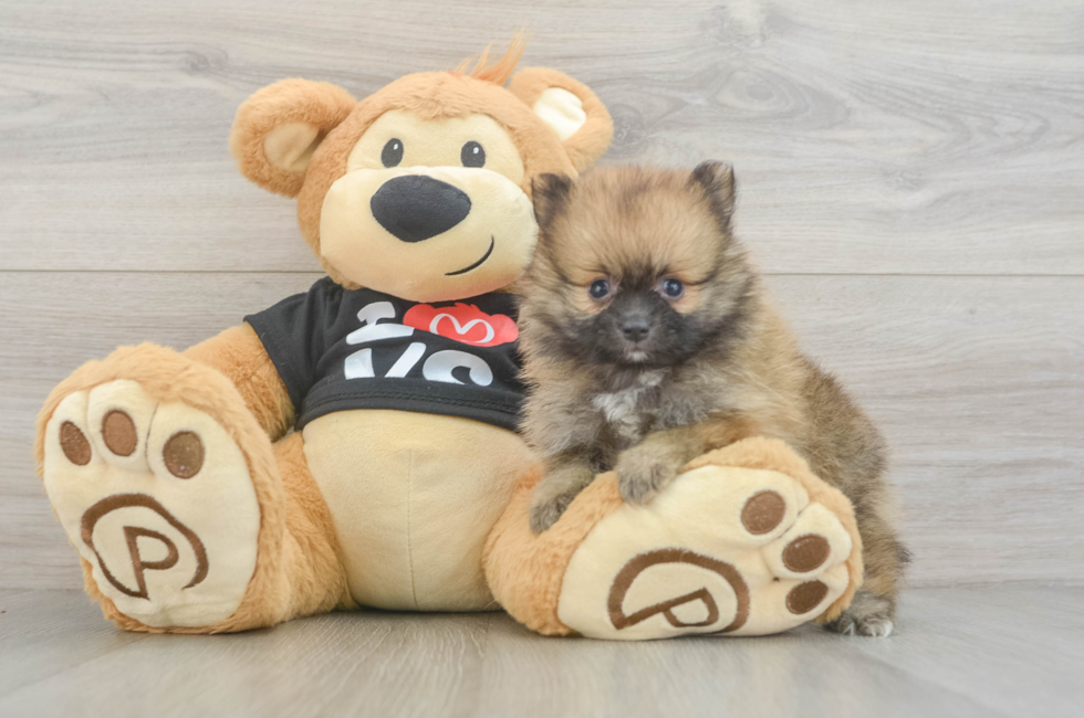 5 week old Pomeranian Puppy For Sale - Windy City Pups