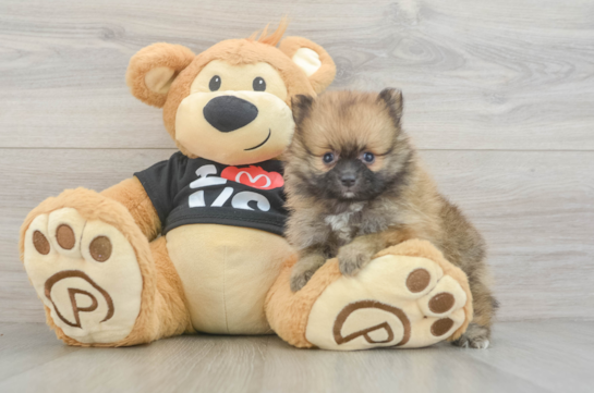 Little Pomeranian Baby