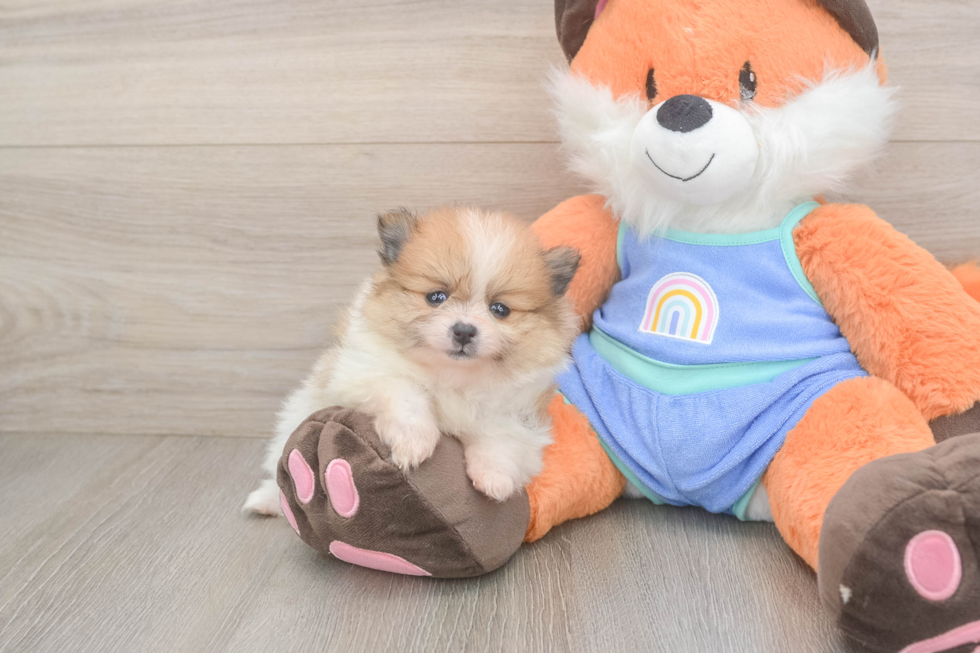 Small Pomeranian Purebred Pup